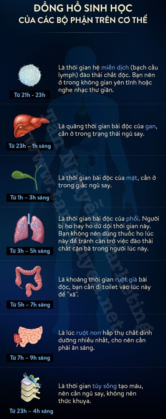 đồng hồ sinh học các bộ phận cơ thể